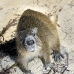hutia_desmarest_chiq_jar_v_0245_cub2360.jpg